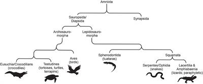 The Diversity and Adaptive Evolution of Visual Photopigments in <mark class="highlighted">Reptiles</mark>